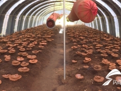 泰安市宁阳县蒋集镇：小灵芝做成大产业 ()