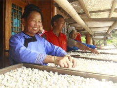 黎平县：小小茯苓药 致富大产业 ()