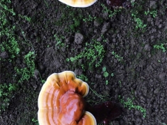 仙芝新锐——藏药白肉灵芝 ()