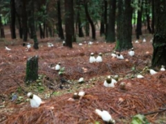 紫云林下经济种植“竹荪”迎丰产 ()