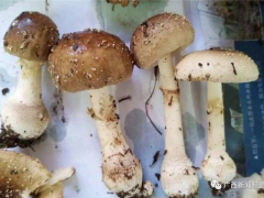 桂林一“菌王”被蘑菇毒翻！抢救半月才恢复自主呼吸 ()