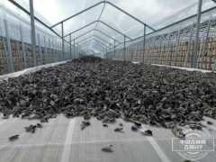 小木耳带动大产业 汪清黑木耳产业链开拓扶贫路 ()