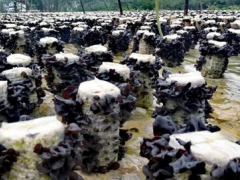 毕节织金：黑木耳采摘忙 致富路更宽 ()