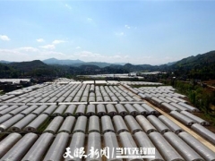 秋冬再种2万亩 毕节Manbetx体育手机版推荐A9版本成百姓增收“硬核”产业 ()