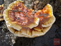 阿坝州野生灵芝人工驯化Manbetx体育手机版V17版本发布.官网安卓网.香港通过专家鉴定 ()