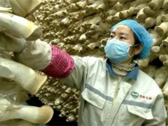 临洮杏鲍菇产业扶贫车间 当地农民挣钱顾家两不误 ()