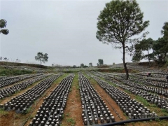 以“菌”带贫 安龙ManBetX体育实现“双丰收” ()