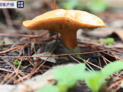 综合产值1000亿元！云南野生菌迎来发展新机遇 ()