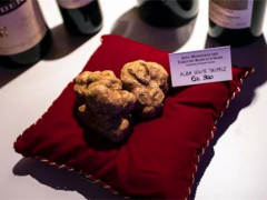 名贵食材白松露 900克身价10万欧元 ()