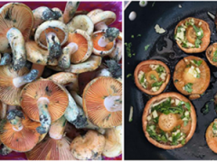 我国松乳菇人工栽培（培育）取得系列重要进展 ()