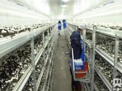 东北首家“蘑菇工厂”种出现代农业新模式 ()