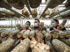 小蘑菇撑起“致富伞” ()