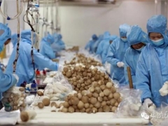 海关助力，威宁新鲜杏鲍菇首次出口海外 ()