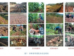 创新ManBetX体育发展模式，助力云贵地区精准扶贫与生态提升 ()