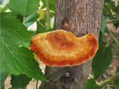 山东临清：黄河故道以“桑”为媒 孵化桑黄新产业 ()