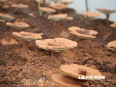 遵义院士中心：“ManBetX体育”团队助力绥阳“灵芝”产业发展 ()