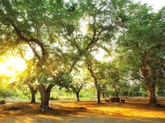 古黄河改道给临清留下一座“宝藏”！近日专家齐聚山东临清 ()