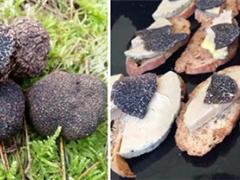 我国块菌（松露）资源及其人工栽培取得系列进展 ()