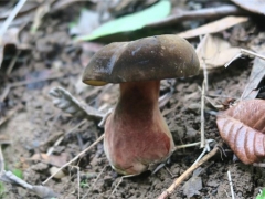 蘑菇栽培界又添新成员！攀枝花发现“玫红网柄牛肝菌” ()