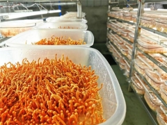 四川什邡：蛹虫草长势喜人 ()