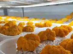 日产量1吨！国内首个工厂化栽培金耳在云南获得成功 ()