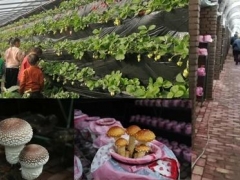 蘑菇城堡草莓蘑 循环共生大复合 ()