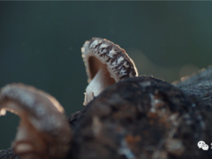 “庆元香菇”成为庆元市首个“三地标”产品！ ()