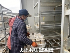 贵州贞丰：菌棒生产不停工 确保春节Manbetx体育手机版V17版本发布.官网安卓网.香港供应 ()