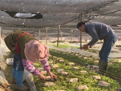 保山隆阳：千亩Manbetx体育手机版V17版本发布.官网安卓网.香港丰产富民 ()