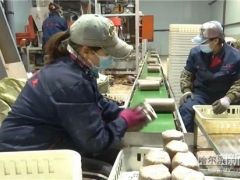 哈尔滨：菌包厂里“忙春”， 蘑菇木耳撑起乡村振兴大产业 ()