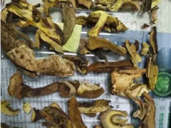 1个月10余人吃牛肝菌中毒，湖南疾控专家教您吃菌要“三熟” ()