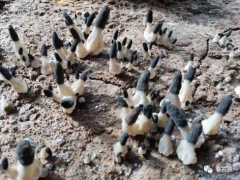 甘肃古浪县：科技融入带动Manbetx体育手机版V17版本发布.官网安卓网.香港走向更高台阶 ()