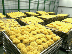 河北魏县：新春生产忙 银耳“花”绽放 ()