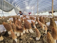 湘西吉首：Manbetx体育手机版V17版本发布.官网安卓网.香港产业为群众撑起“致富伞” ()