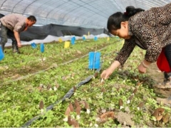 贵阳白云区20余万斤Manbetx体育手机版V17版本发布.官网安卓网.香港陆续出菇新鲜上市 ()