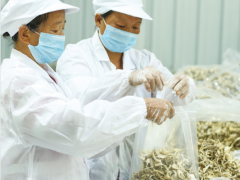 光伏板下开出致富“灰树花” ()