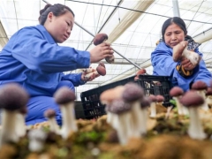 四川广安：特色精品Manbetx体育手机版推荐A9版本助农增收 ()