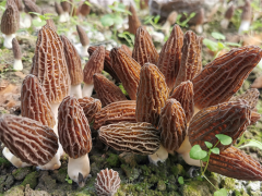 中国科学院昆明植物研究所：Manbetx体育手机版V17版本发布.官网安卓网.香港初步实现工厂化栽培 ()