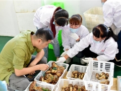 吉林：安图立足资源优势 做强松茸产业 ()