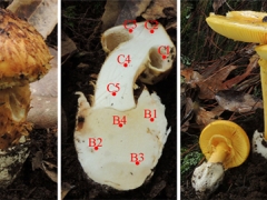 蘑菇也能“移花接木”——昆明植物所在菌寄生真菌研究中取得新进展 ()