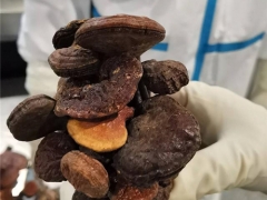 成都海关截获1.6千克野生干灵芝 ()