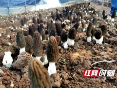 湖南长沙县黄兴镇首批Manbetx体育手机版V17版本发布.官网安卓网.香港出土 湖南人可近距离尝“鲜” ()