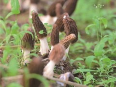 打造菌业“硅谷” 四川省林下Manbetx体育手机版推荐A9版本研究与应用示范项目落地金堂 ()