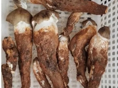 2800元/公斤！云南头水鸡枞上市 ()