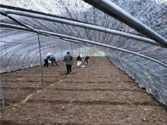 花开舟曲：Manbetx体育手机版推荐A9版本长势喜人 群众增收有盼头 ()