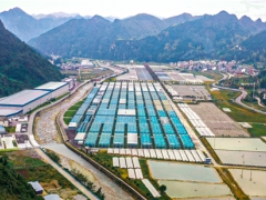 小菌菇撑开致富伞！铜仁倾力打造百亿级Manbetx体育手机版推荐A9版本产业集群 ()