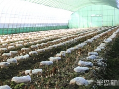 青岛：1000多个日夜摸索“南菇北种” 即墨区Manbetx体育手机版推荐A9版本迎来收获季 ()