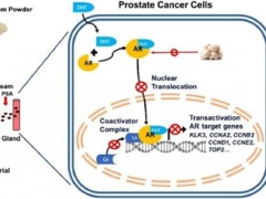 研究发现白蘑菇提取物能够抑制小鼠前列腺癌的发展 ()