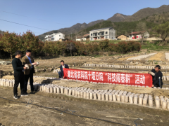 湖北房县：十堰市农科院院长周华平前往房县考察Manbetx体育手机版推荐A9版本种植情况 ()