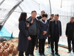 李玉院士团队前往吉林和龙市八家子桑黄基地调研 ()